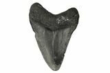 Juvenile Megalodon Tooth - South Carolina #168182-1